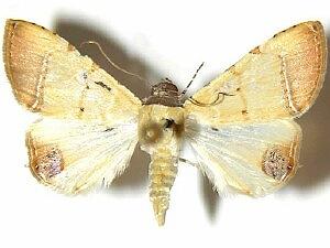 Eulepidotis micca